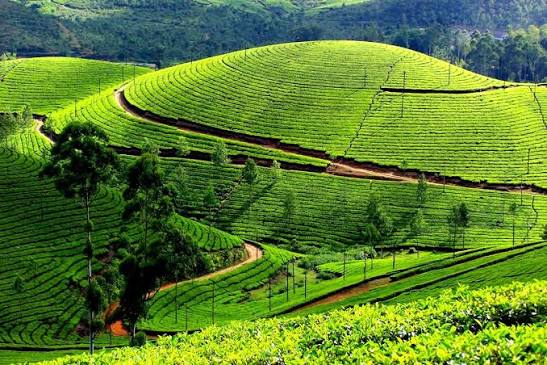 Munnar sightseeing